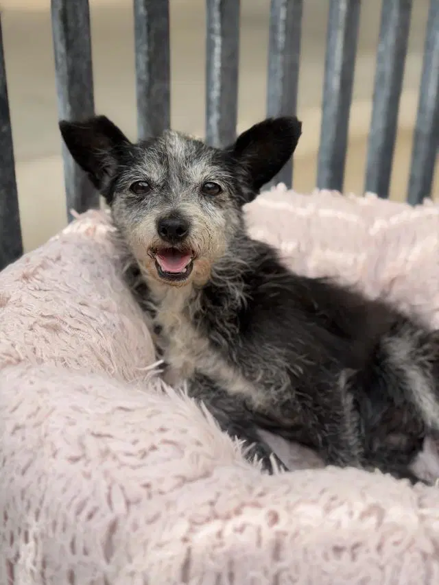 Zella - Toy Fox Terrier