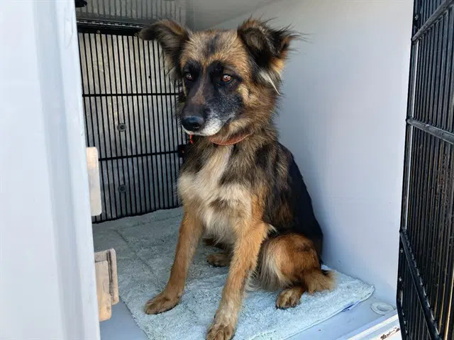 Catrina - German Shepherd Dog