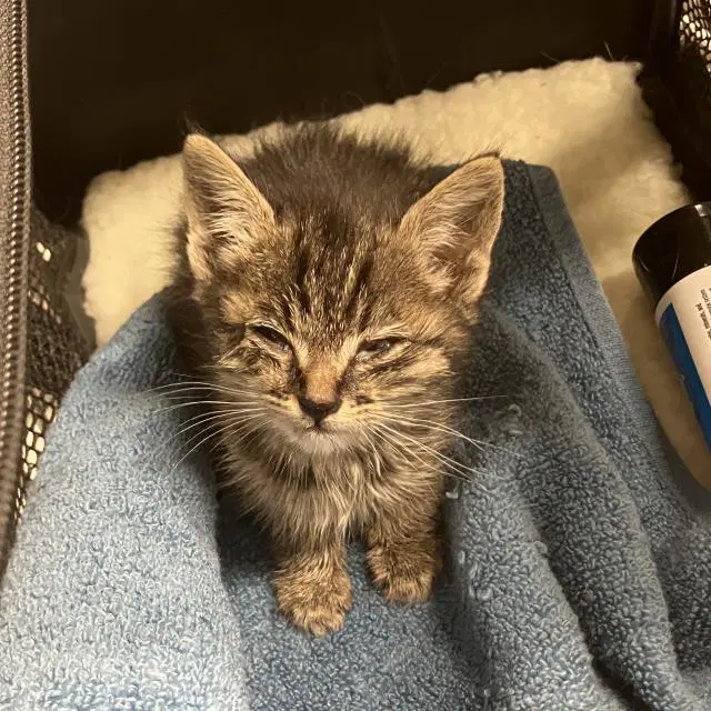 Calamity Jane - Domestic Short Hair