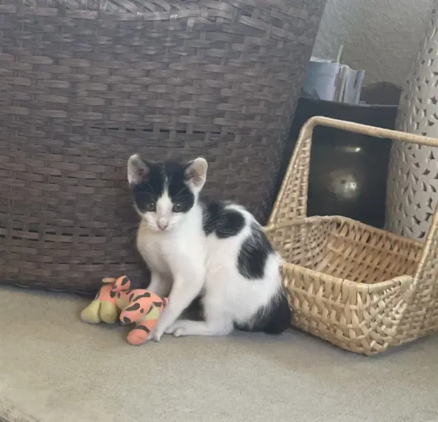 Marley - Domestic Short Hair