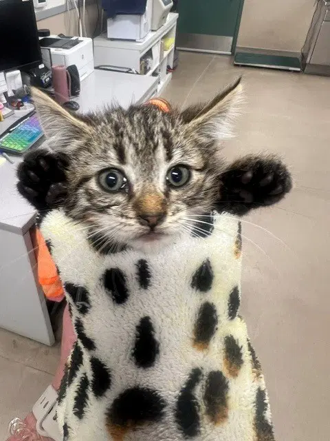 Jane - Domestic Short Hair
