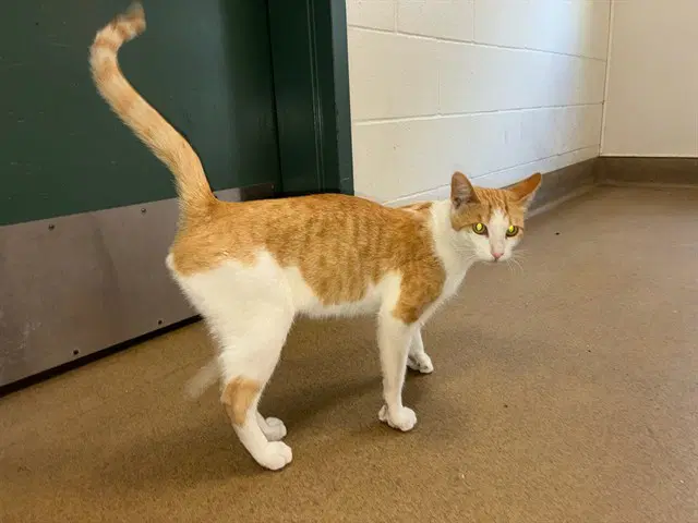 Pikachu - Domestic Short Hair