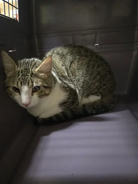 Meowth - Domestic Short Hair