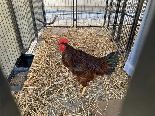 ARNOLD, a poultry for adoption from Santa Barbara County Animal Services - Santa Maria