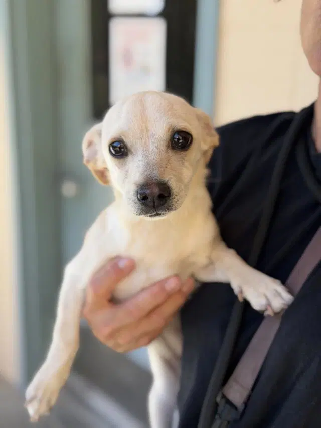 Libby - Chihuahua