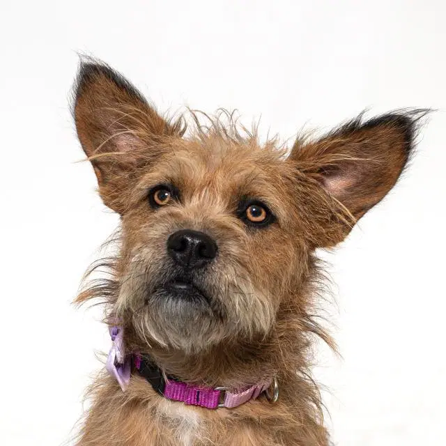 Coco - Scottish Terrier Scottie