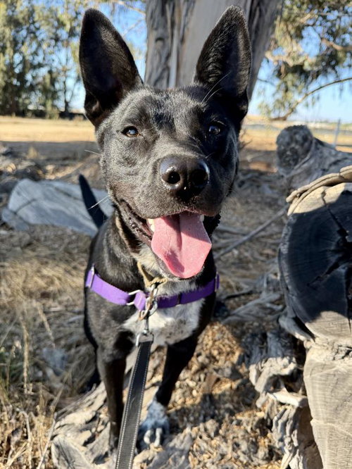 MASON, a dog for adoption from Santa Barbara County Animal Services - Santa Maria