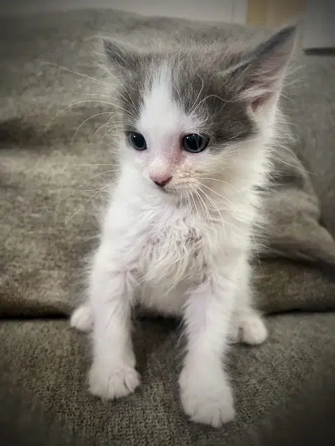 Juniper Ooo- - Domestic Medium Hair