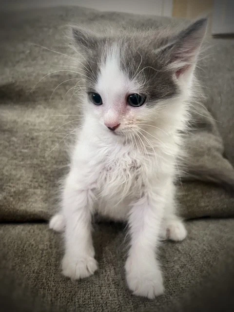 Juniper Ooo-