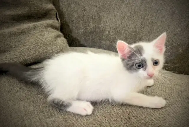 Precious Ooo- - Domestic Medium Hair