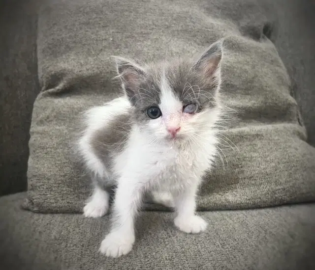 Spike Ooo- - Domestic Medium Hair