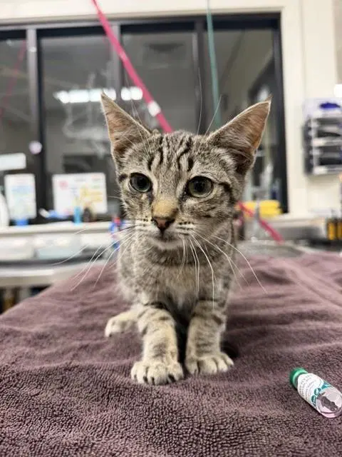 Bob - Domestic Short Hair