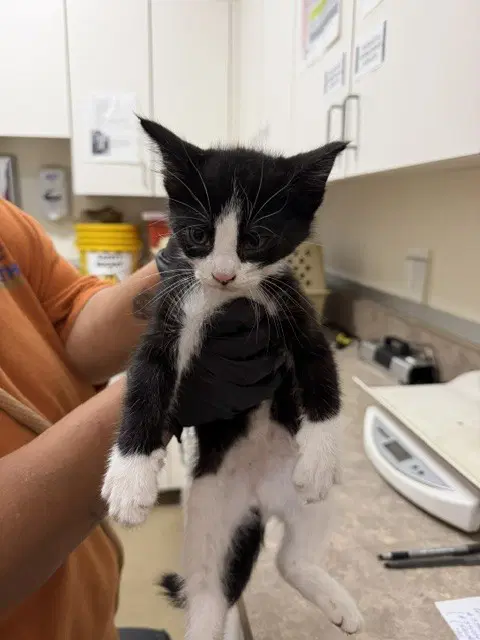 Red Collar - Domestic Short Hair
