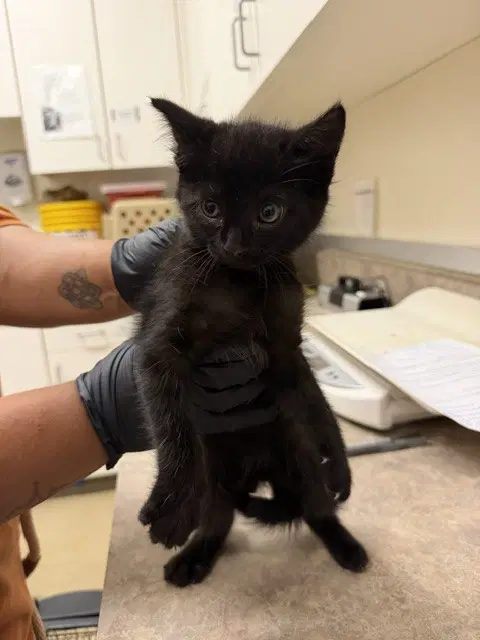 Purple Collar - Domestic Short Hair