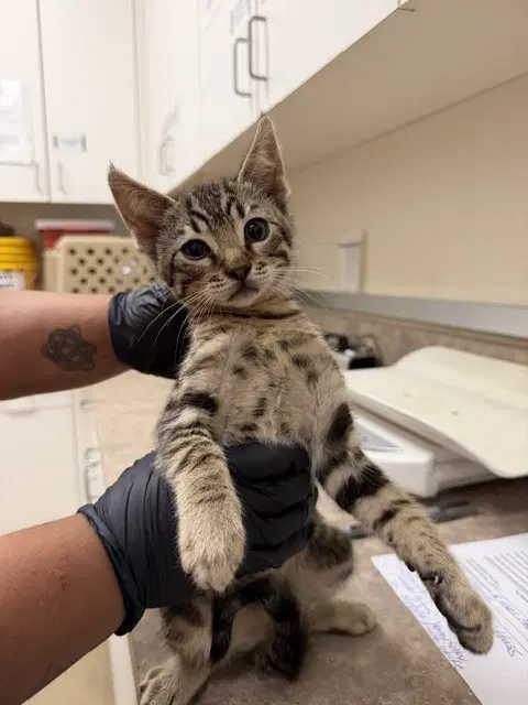 Pink Collar - Domestic Short Hair