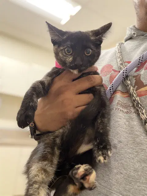 Pink - Domestic Short Hair