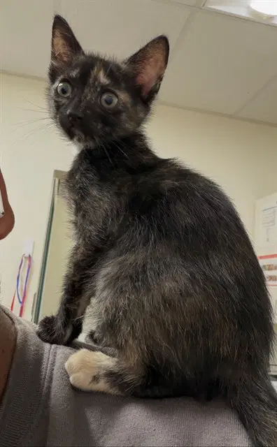 Alma - Domestic Medium Hair