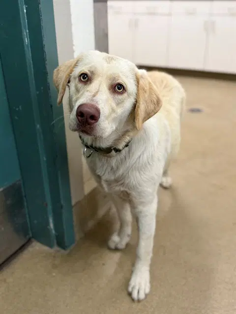 Yuki - Labrador Retriever