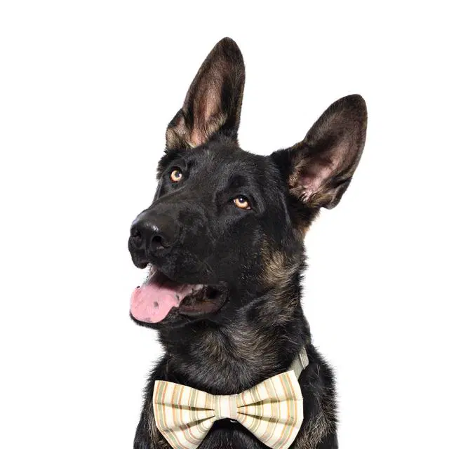 Gunther - German Shepherd Dog