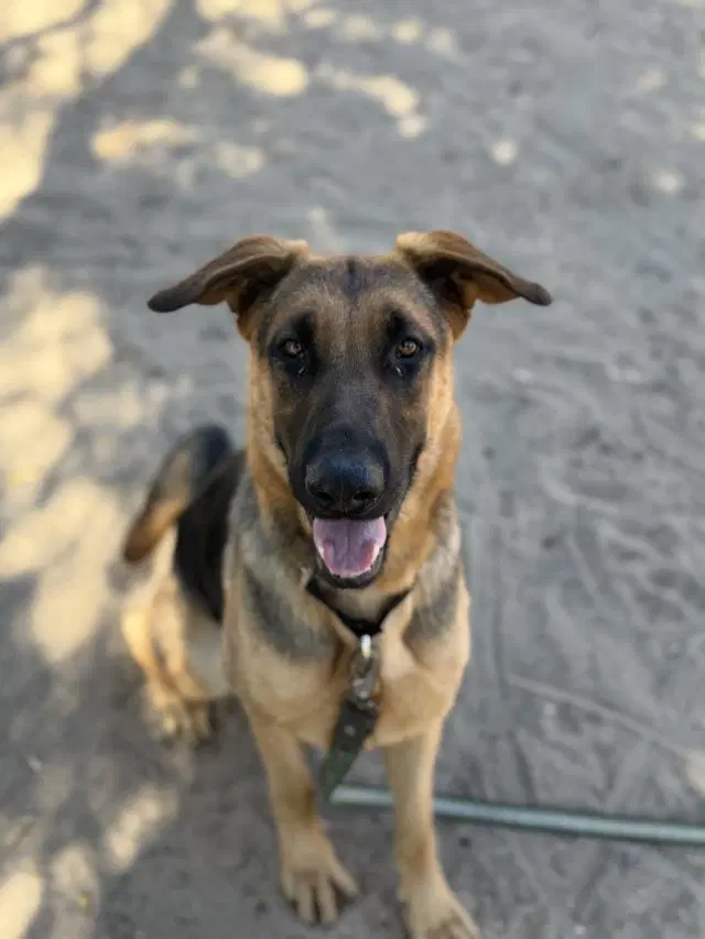 Klara - German Shepherd Dog
