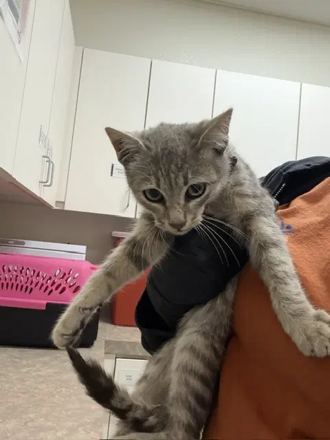 Hector - Domestic Short Hair