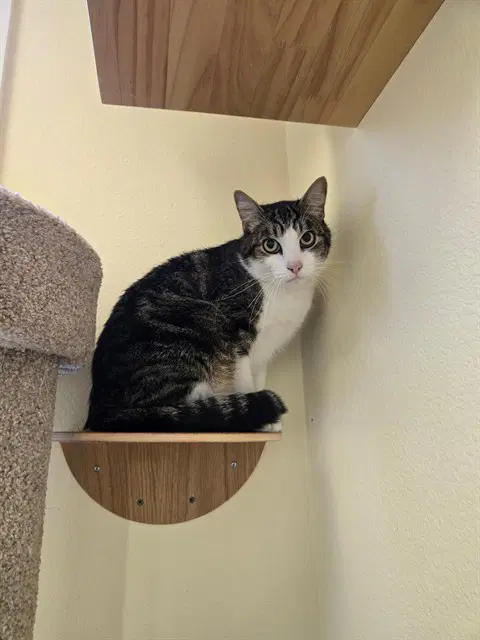 Unknown - Domestic Short Hair