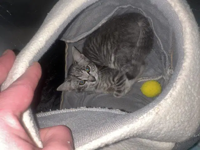 Makayla - Domestic Short Hair
