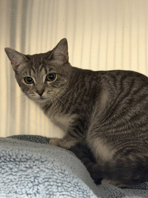 Makayla, Domestic Short Hair (medium coat)