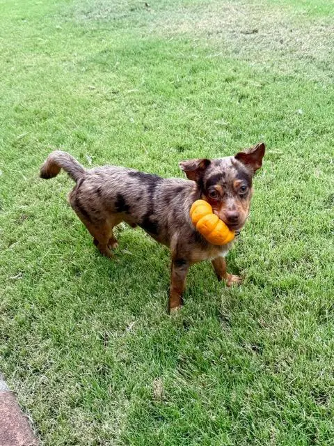Arlo - Chihuahua