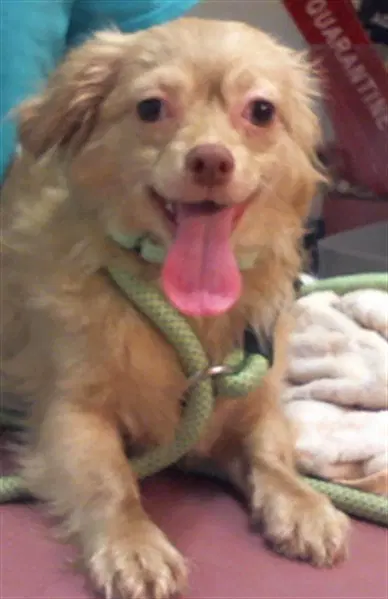 Benji - Chihuahua