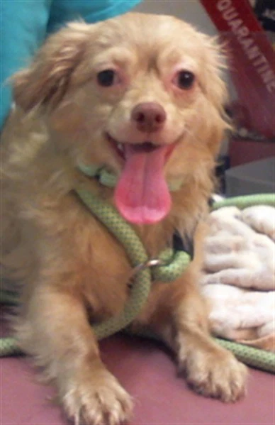 Benji