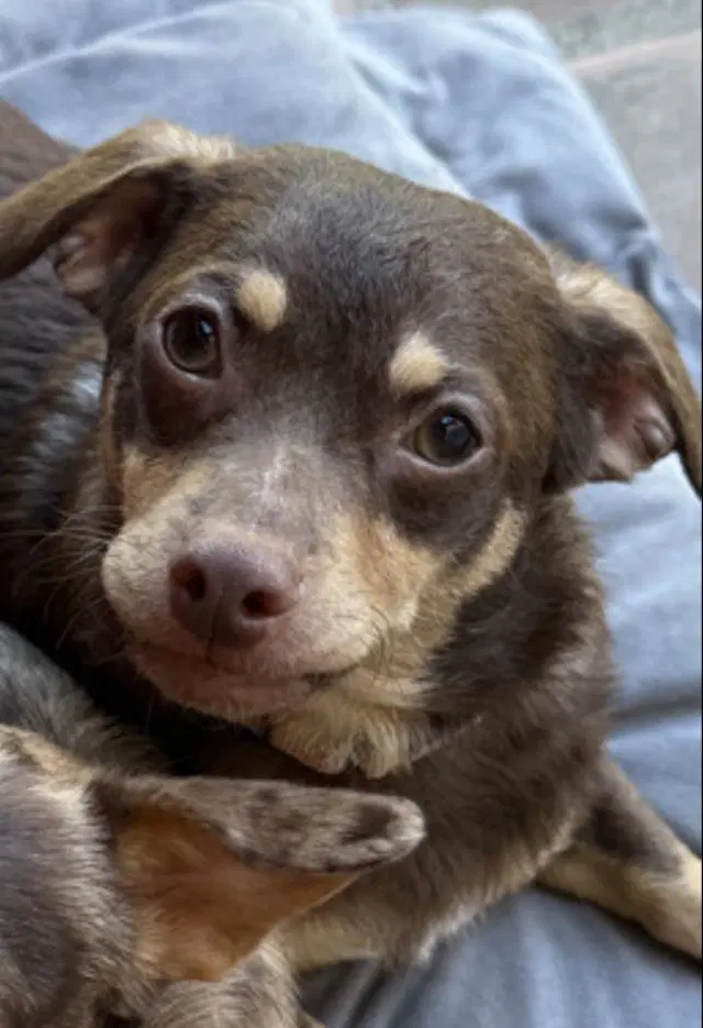 Buddy - Chihuahua