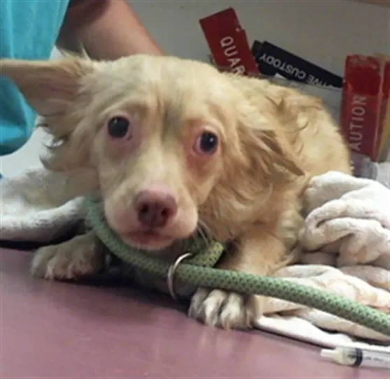 Charlie - Chihuahua