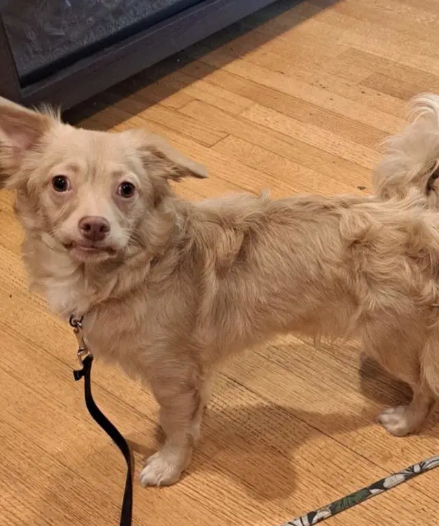 Charlie - Chihuahua