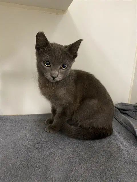 Silver - Domestic Medium Hair