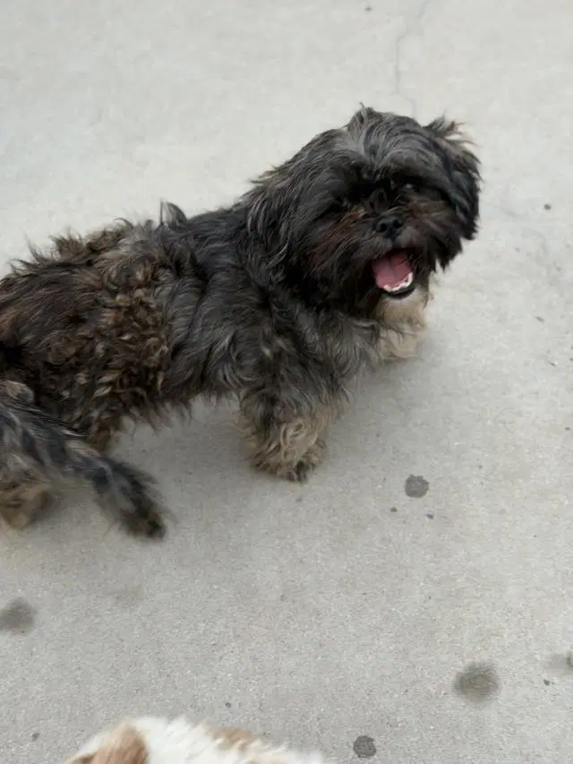 Aria - Shih Tzu
