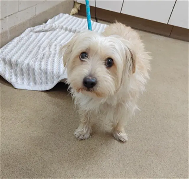 Apollo - Silky Terrier
