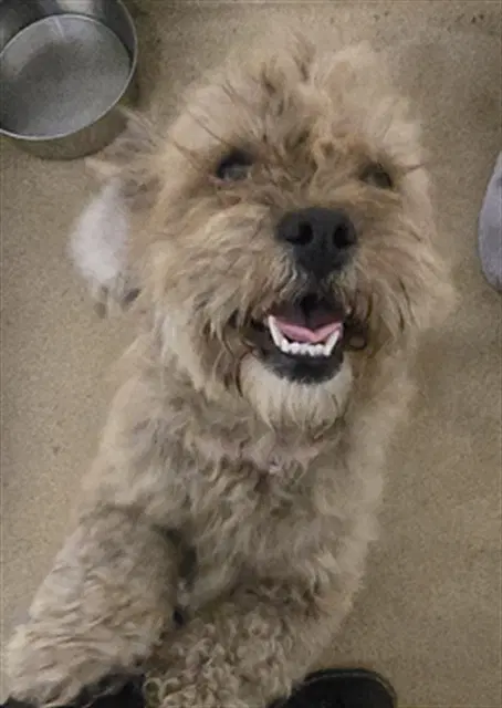 Nova - Poodle (Toy)