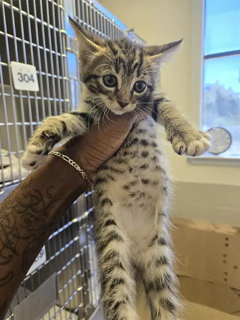 Ynez - Domestic Short Hair