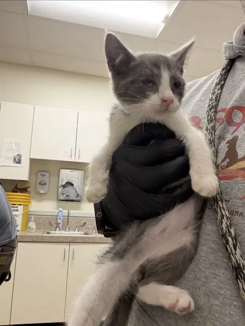 Blink - Domestic Short Hair