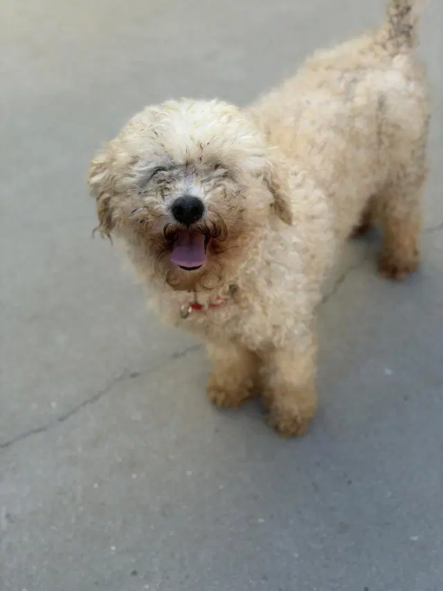 Frankie - Poodle (Toy)