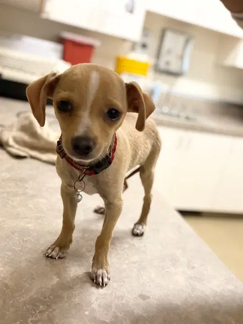 Nugget - Chihuahua