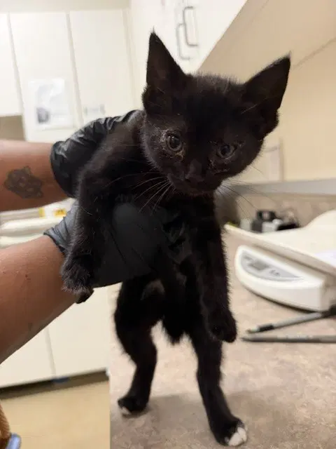 Callie - Domestic Short Hair