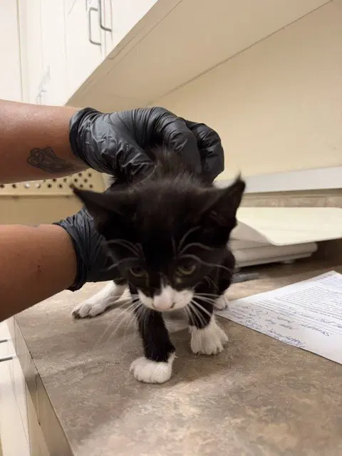 Sophie - Domestic Short Hair