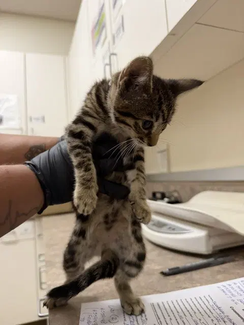 Bubblers - Domestic Short Hair