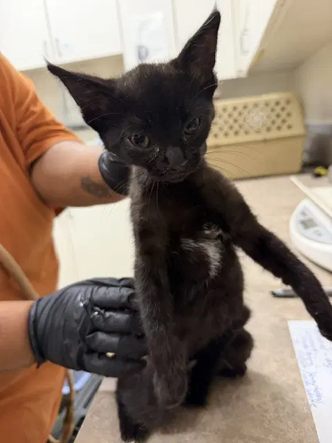 Mabel - Domestic Short Hair