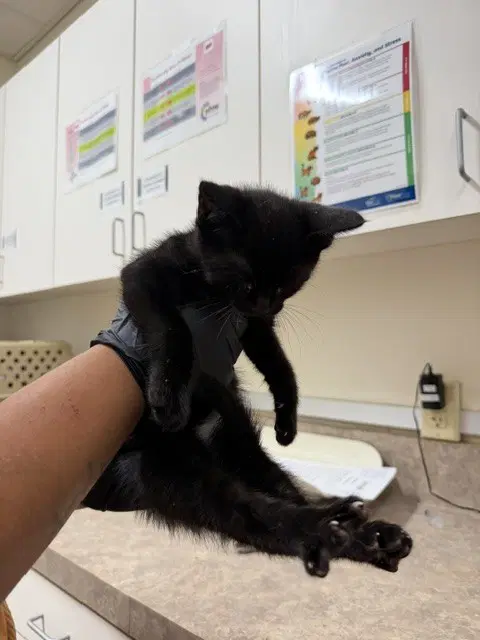 Blu - Domestic Short Hair