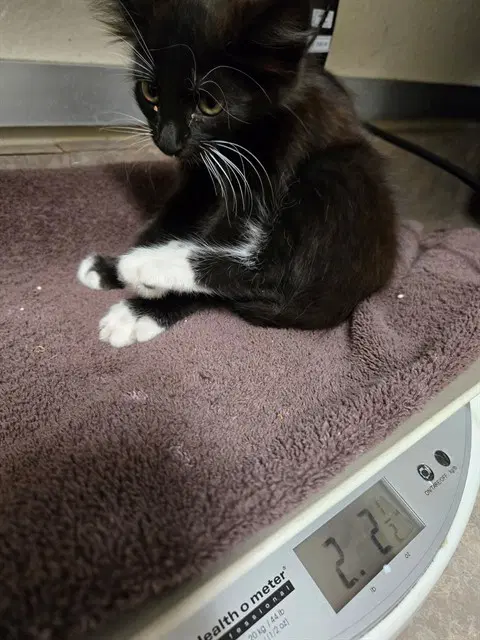 Unknown - Domestic Short Hair