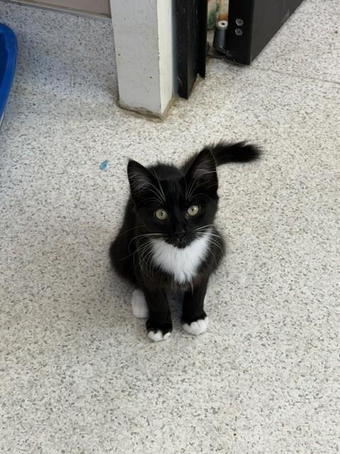 READY, a cat for adoption from Santa Barbara County Animal Services - Santa Maria