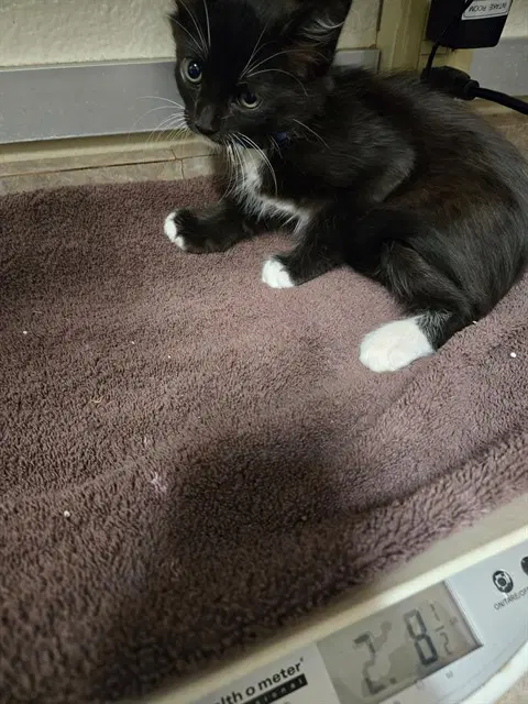 Lucy - Domestic Short Hair